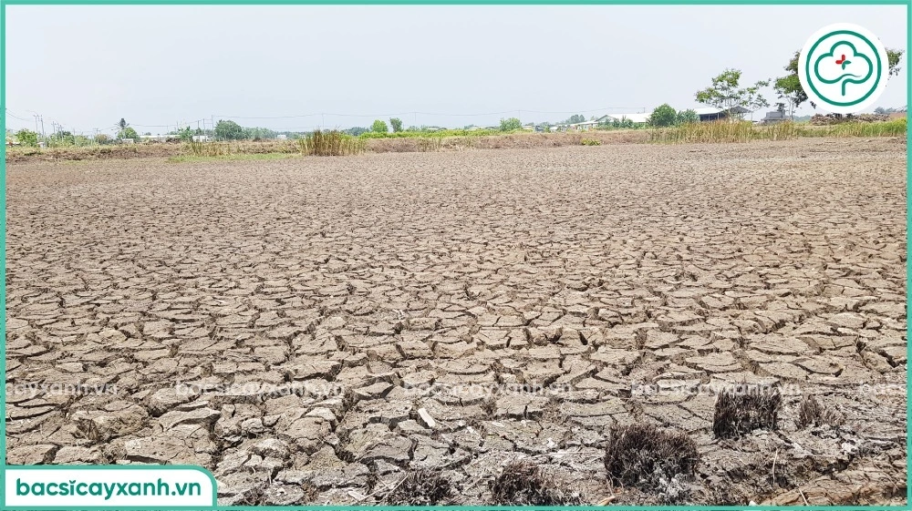 Đặc điểm của đất mặn